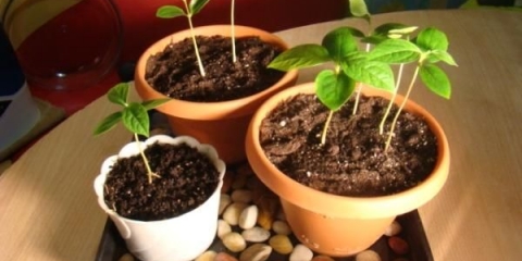 Kako uzgojiti breskvu iz sjemenke